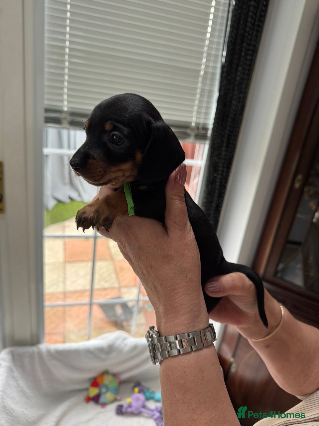 Miniature Dachshund dogs for sale: Miniature dachshund puppies - Image 15