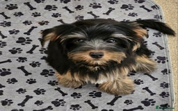 Yorkshire Terrier dogs for sale: 🩵 DNA Tested parents 🩵 Black and Tan Yorkie boy - Image 2