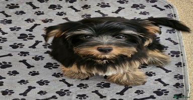 Yorkshire Terrier dogs - Advert 2