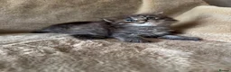 Scottish Fold cats for sale: ✨Adorable Scottish Fold Kittens 🐾 - Advert 10