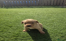 Labrador Retriever dogs for sale: At the Ready Labrador Retrievers. - Image 11