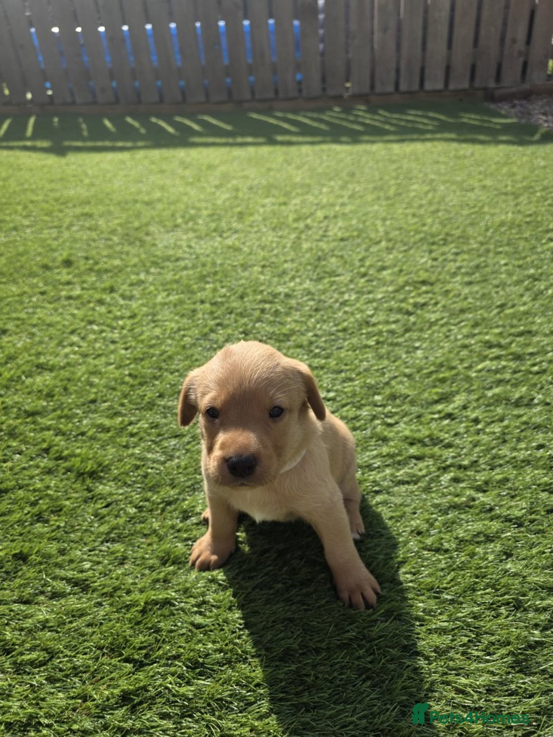 Labrador Retriever dogs for sale: At the Ready Labrador Retrievers. - Image 11