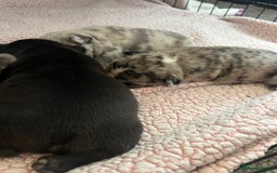 French Bulldog dogs for sale: 5 beautiful French bulldogs for sale - Image 6
