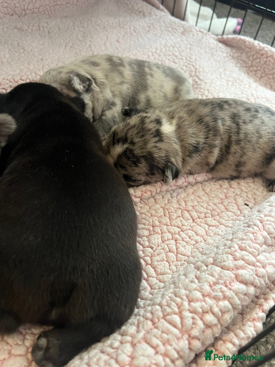 French Bulldog dogs for sale: 5 beautiful French bulldogs for sale - Image 6