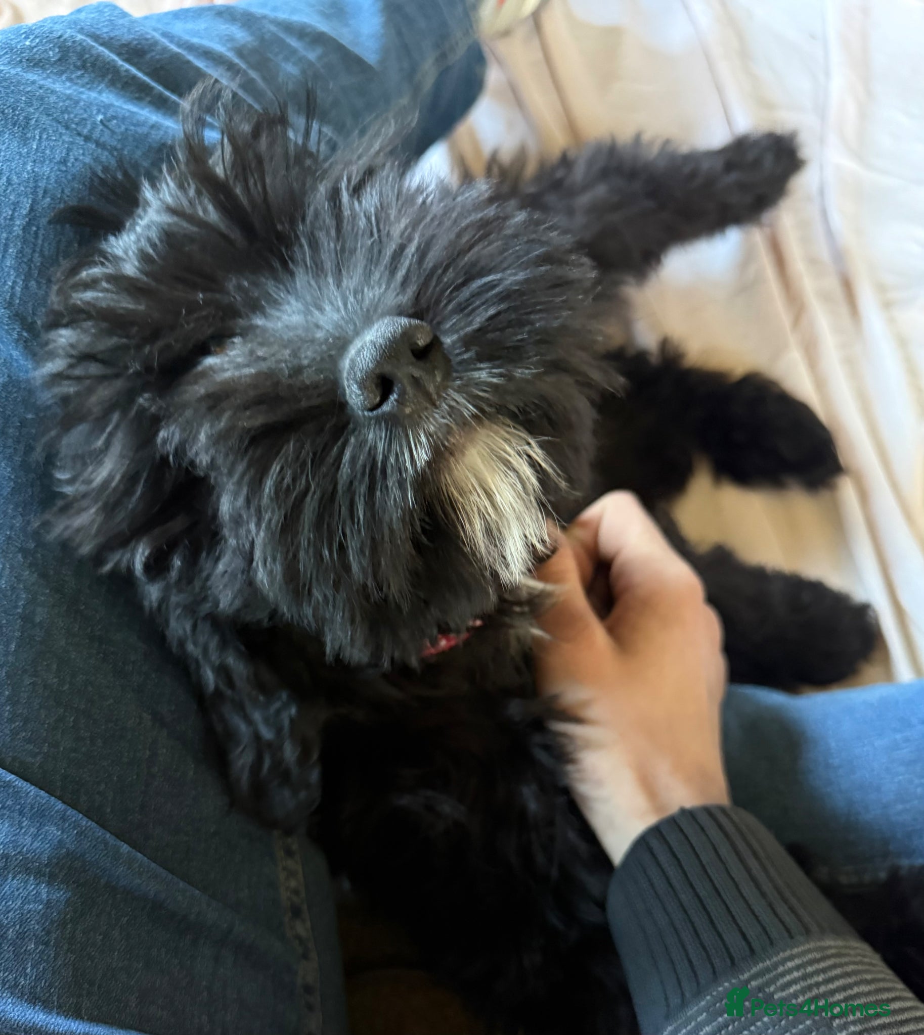 Mixed Breed dogs  3 lovely black cavapoos remaining all boy's - Advert 5