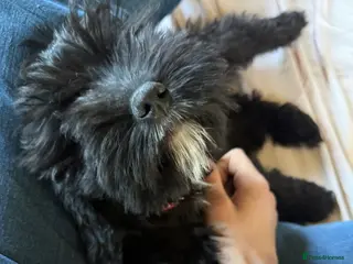 Mixed Breed dogs 3 lovely black cavapoos remaining all boy's - Advert 5