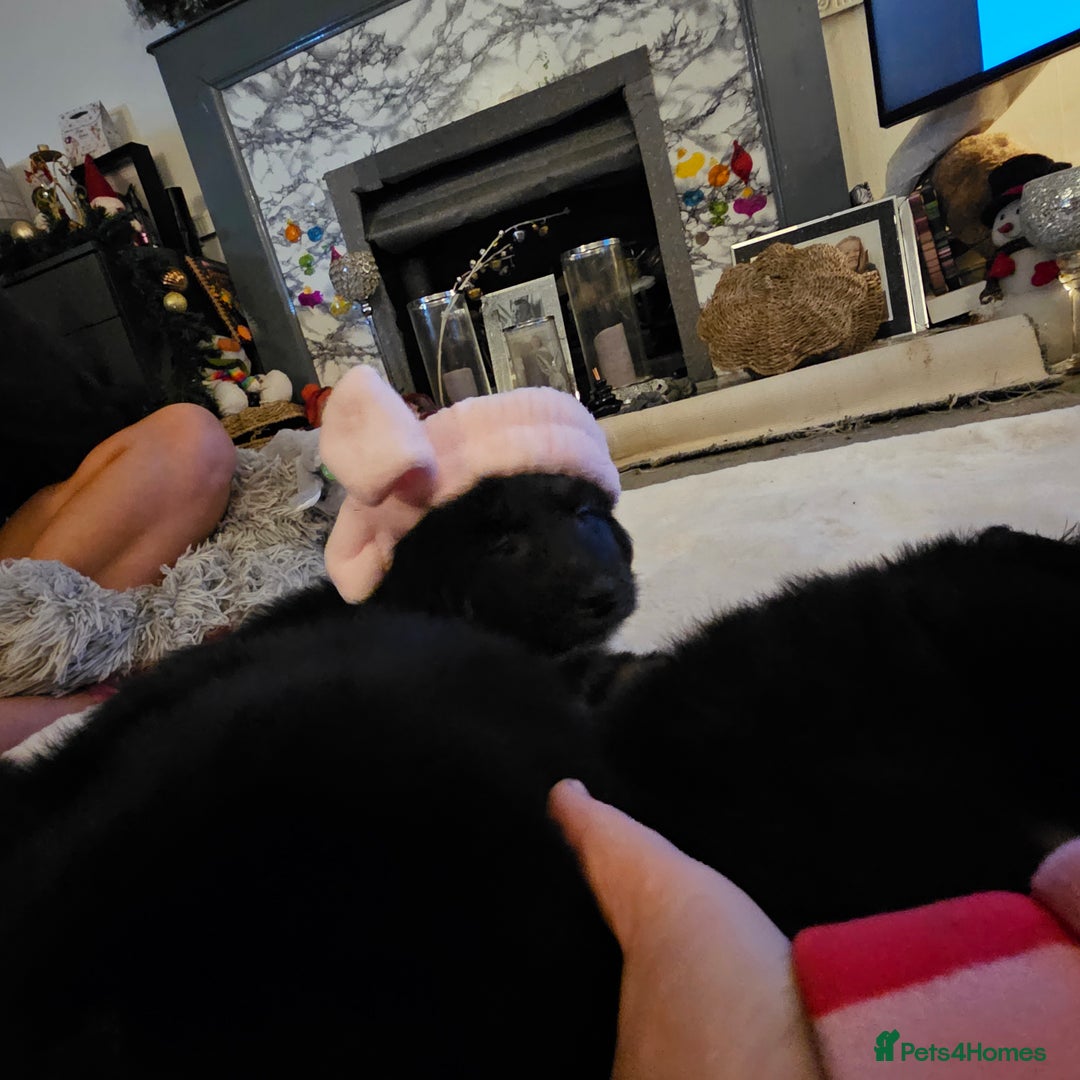 Mixed Breed dogs for sale: Beautiful little bear cubs - Advert 8