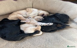 Miniature Poodle dogs for sale: Gorgeous miniature poodle pups - Image 1