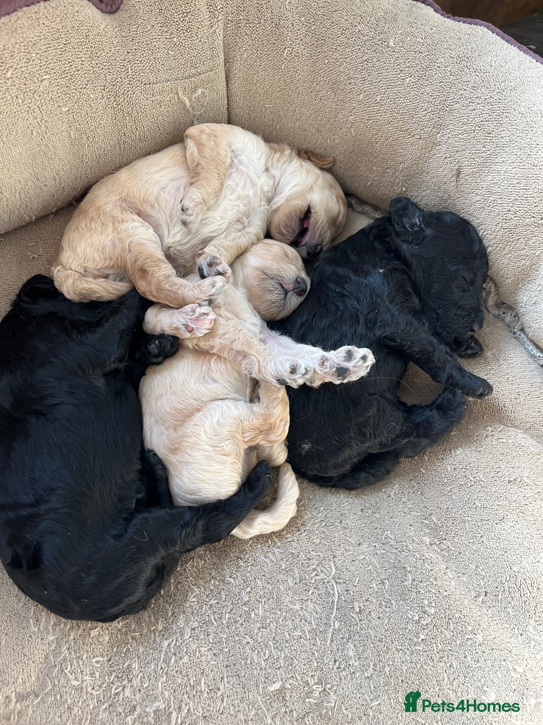 Miniature Poodle dogs for sale: Gorgeous miniature poodle pups - Image 1