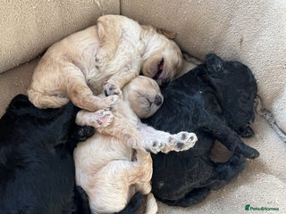 Miniature Poodle dogs - Advert 11