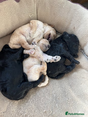 Miniature Poodle dogs - Advert 13