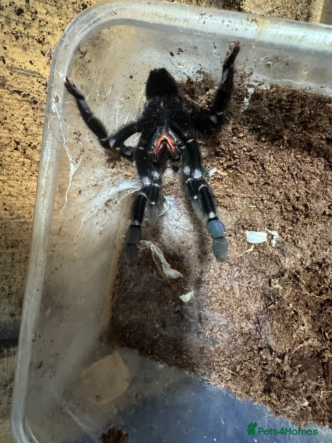 Tarantulas invertebrates for sale: Five species of rare tarantula - Advert 15