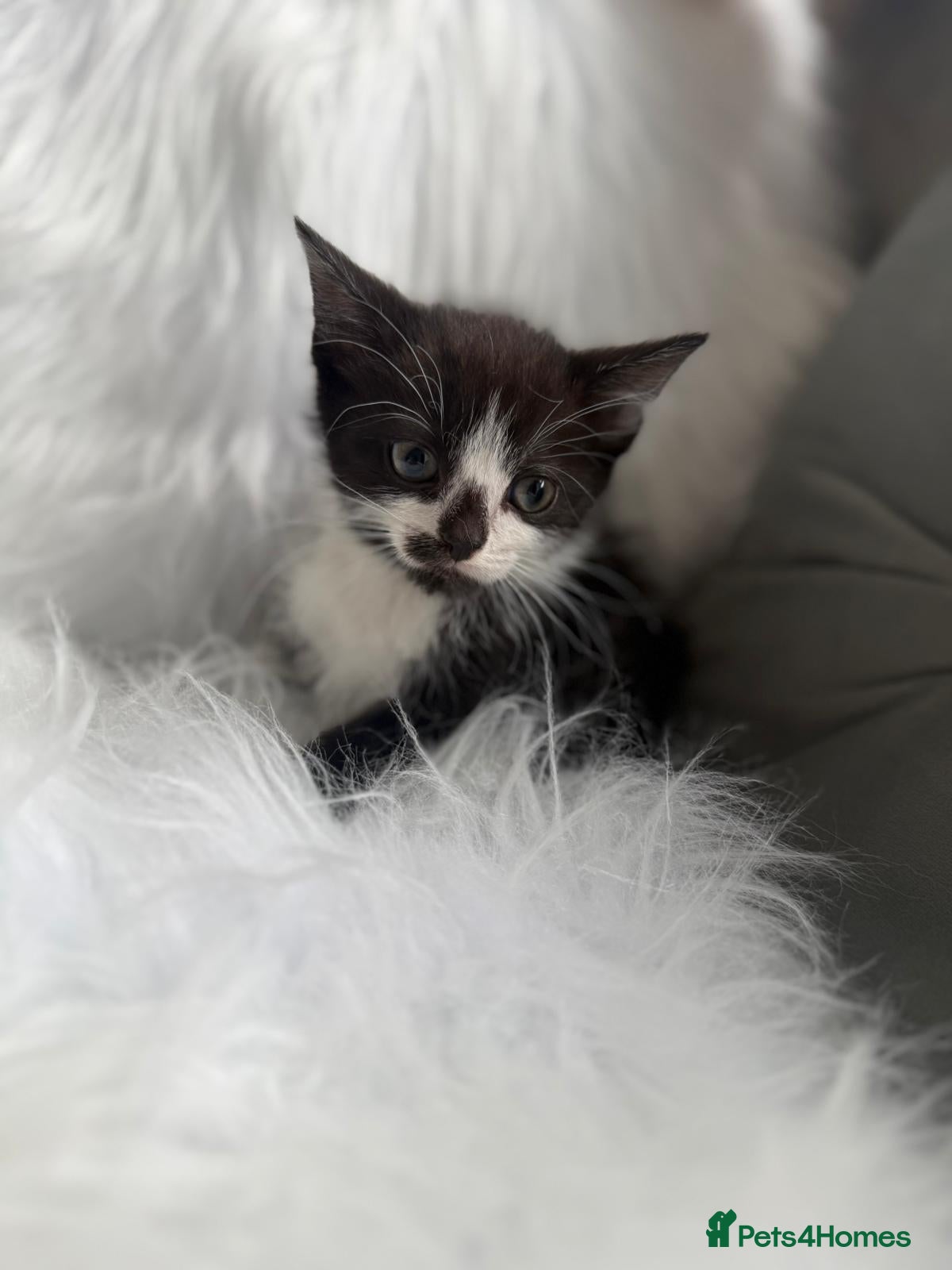 Mixed Breed cats for sale: Maincoon x  - Advert 4