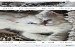 Ragdoll cats for sale: Lilac lynx ragdoll so special - Image 5