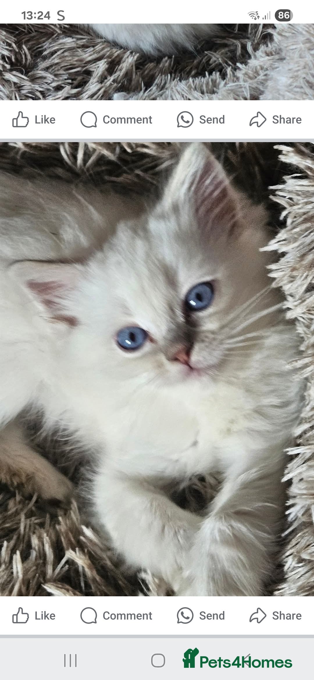 Ragdoll cats for sale: Lilac lynx ragdoll so special - Image 5