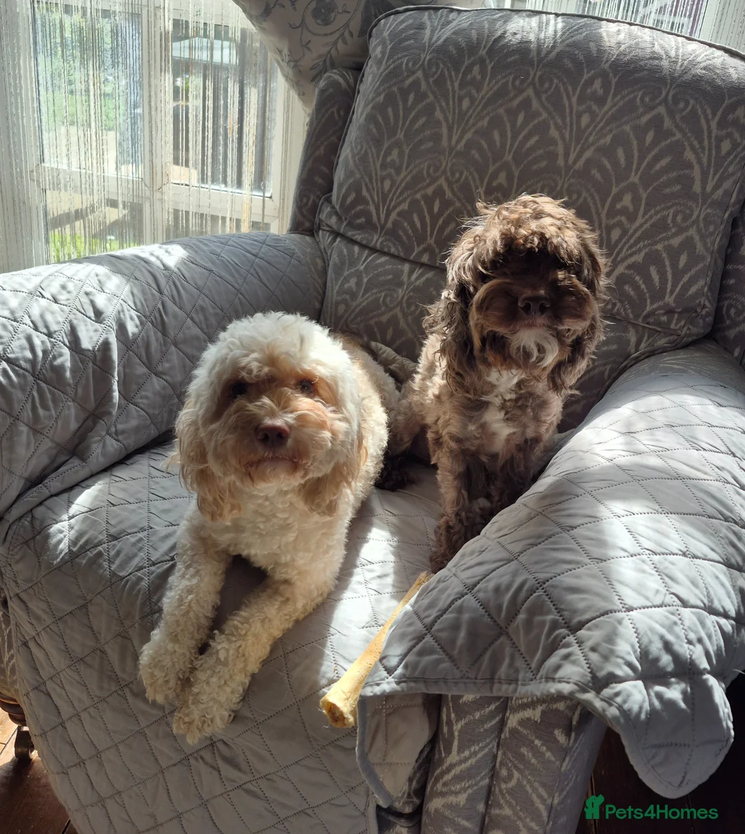 Cockapoo dogs for sale: Cockapoo in Spalding - Advert 1