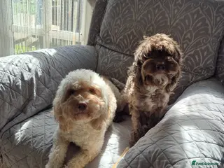 Cockapoo dogs Cockapoo - Advert 1