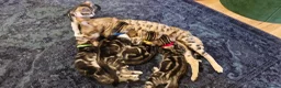 Bengal cats for sale: Bengal mix kittens for sale - Advert 5