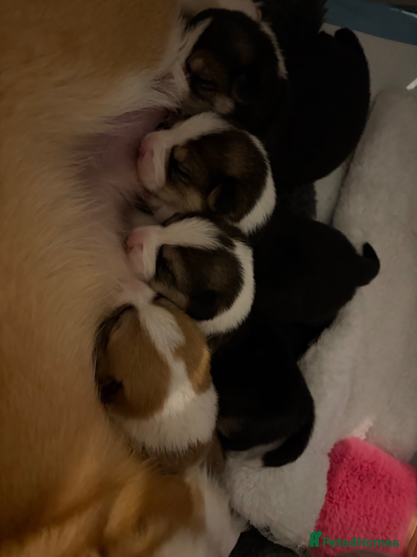 Welsh Corgi Pembroke dogs Cherished Welsh Pembrokeshire Corgis  - Advert 1