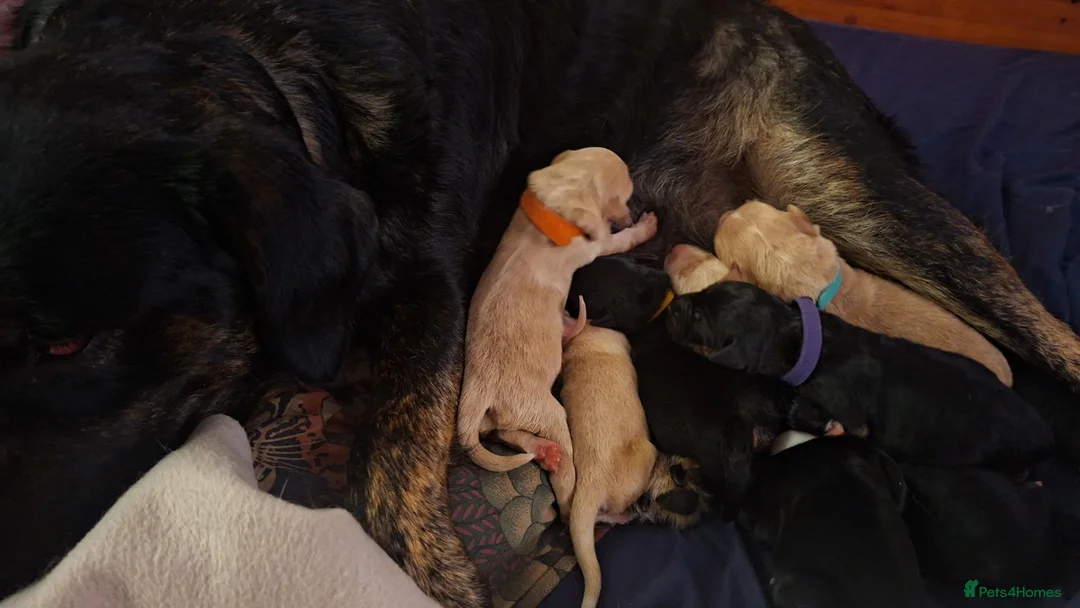 Mixed Breed dogs for sale: Gorgeous f1 border retreiver pups - Advert 1