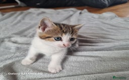 Mixed Breed cats for sale: 5 Cute Kittens For Sale!!! - Image 13