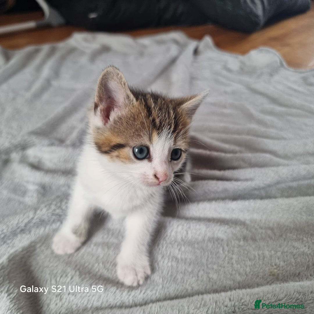 Mixed Breed cats for sale: 5 Cute Kittens For Sale!!! - Image 13
