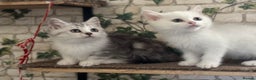 Munchkin cats for sale: Full Pedigree Munchkin Kittens  - Advert 8