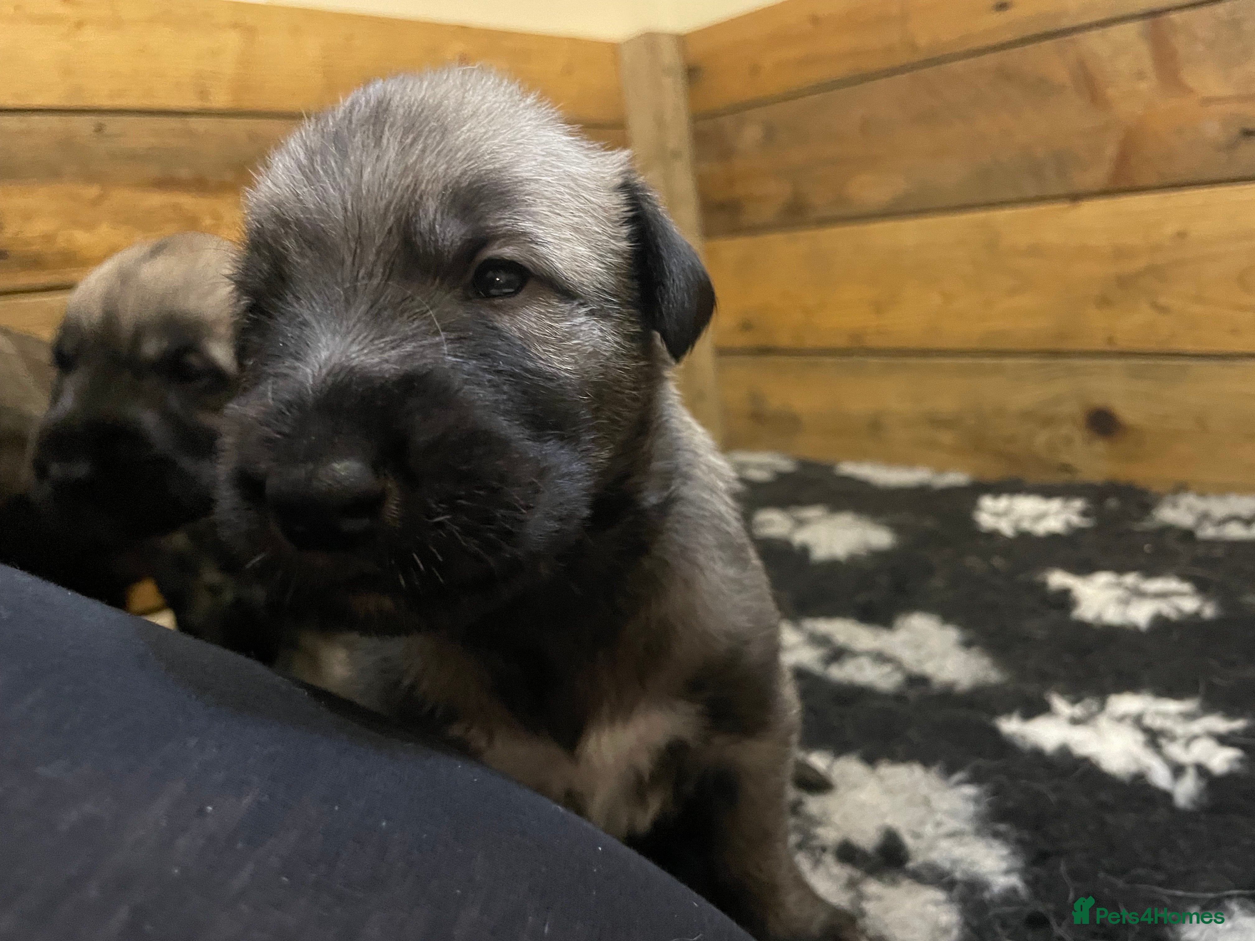 Irish Wolfhound dogs Irish Wolfhound full pedigree puppies for sale  - Advert 1