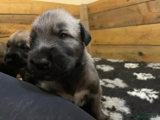 Irish Wolfhound dogs Irish Wolfhound full pedigree puppies for sale - Advert 5