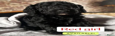 Miniature Poodle 4