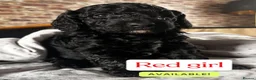 Miniature Poodle dogs for sale: Miniature poodle puppies - Advert 4