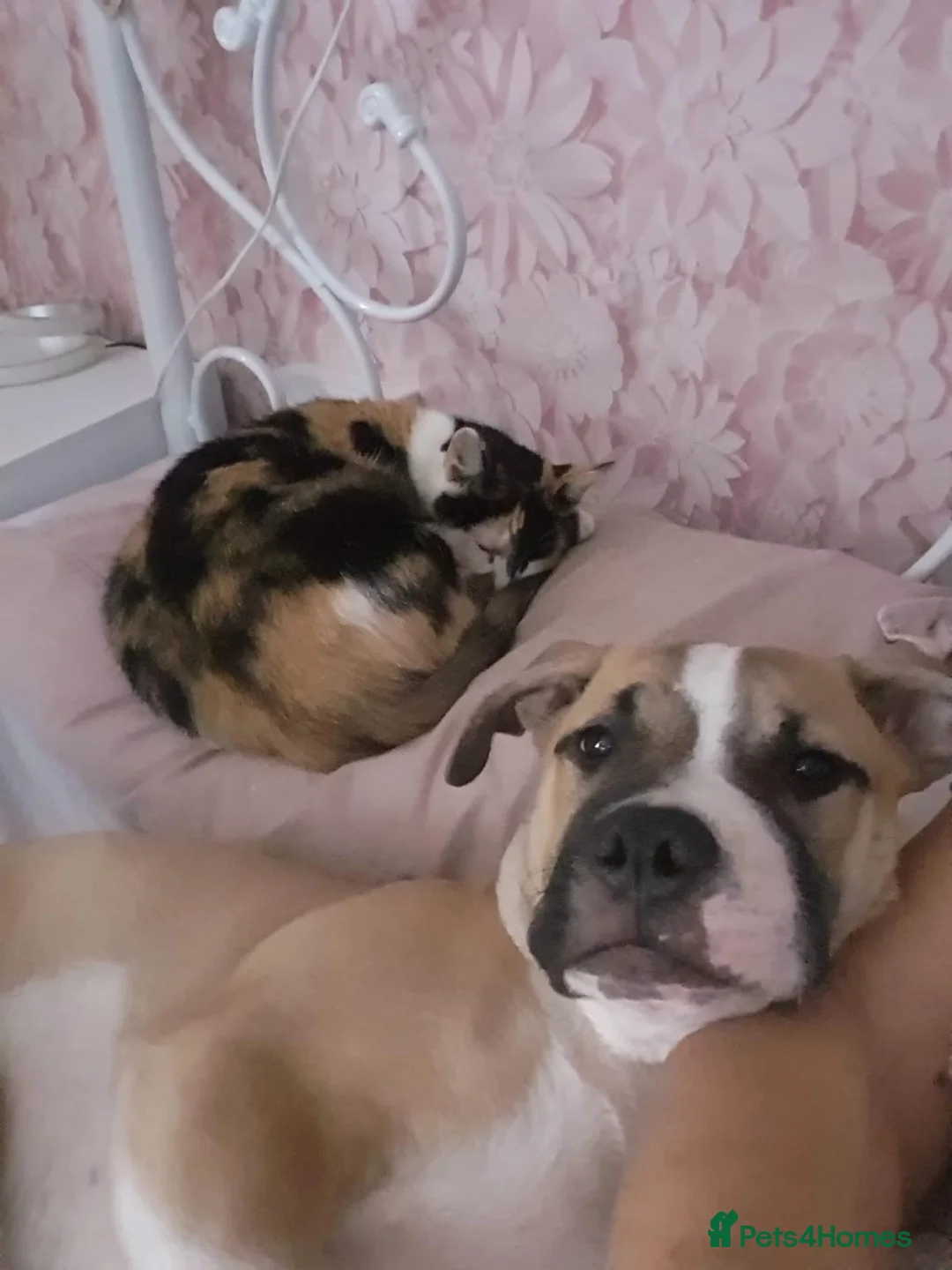 Mixed Breed dogs for sale: Puppy - Advert 4