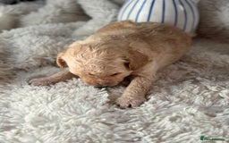 Toy Poodle dogs for sale: Toy poodles (5 girls and 2 boys) - Image 33