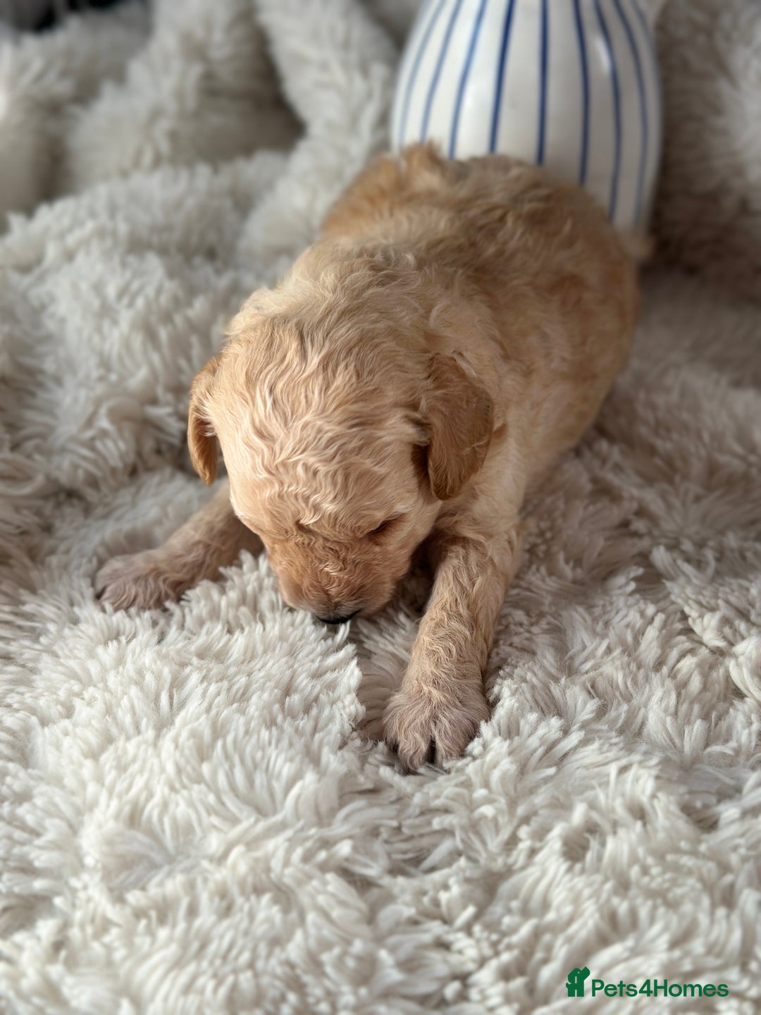 Toy Poodle dogs for sale: Toy poodles (5 girls and 2 boys) - Image 33
