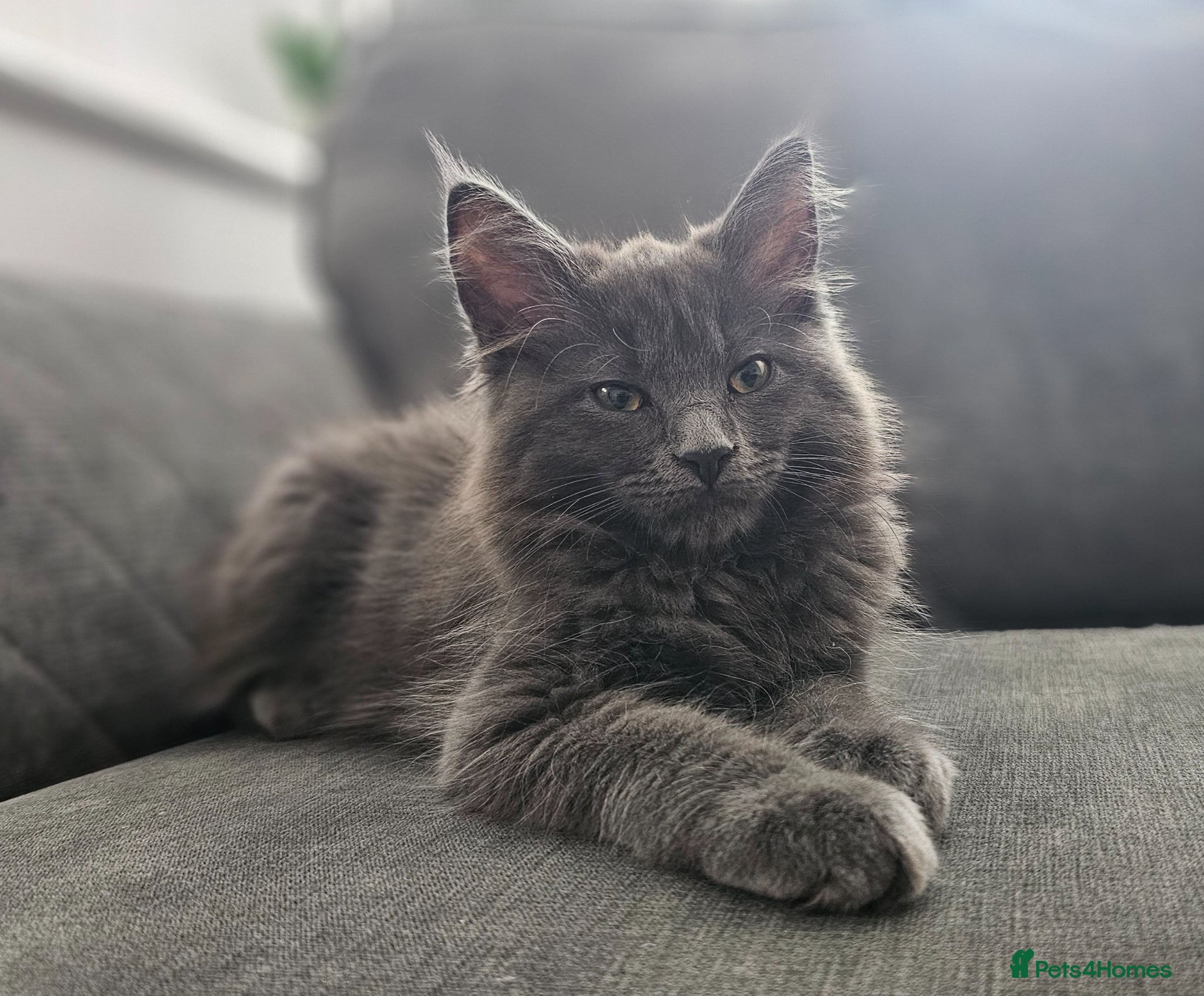 Maine Coon cats Gorgeous, sociable maine coon kittens  - Advert 2