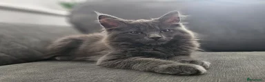 Maine Coon Kitten 7