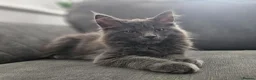 Maine Coon cats for sale: Gorgeous, sociable maine coon kittens  - Advert 1