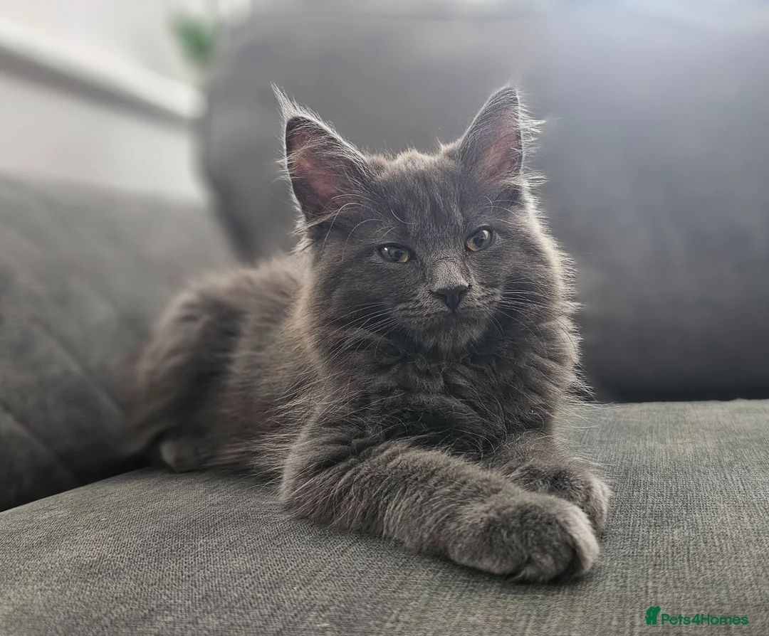 Maine Coon cats for sale: Gorgeous, sociable maine coon kittens  - Advert 1
