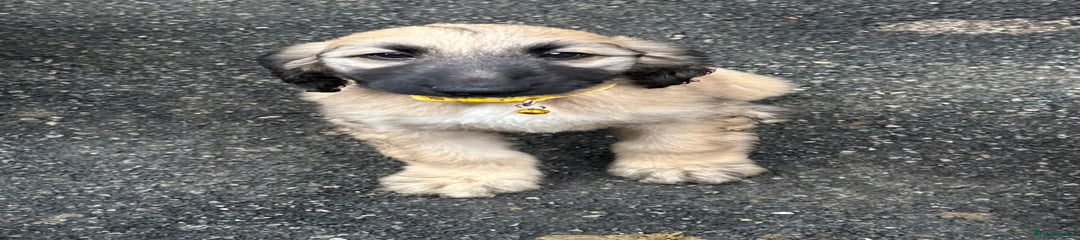 Afghan Hound Puppy 1