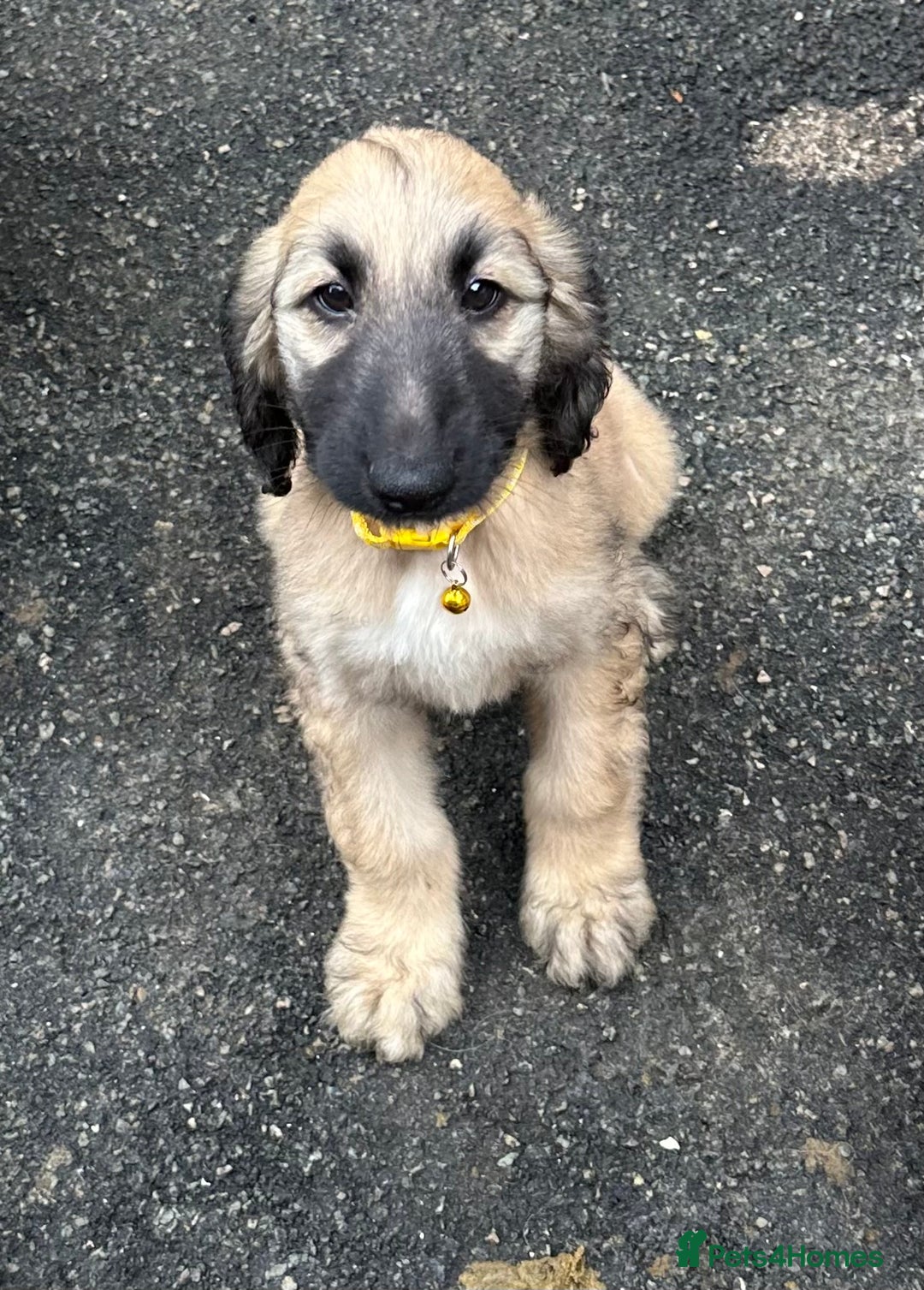 Afghan Hound dogs for sale: Afghan Hound Litter  - Image 2