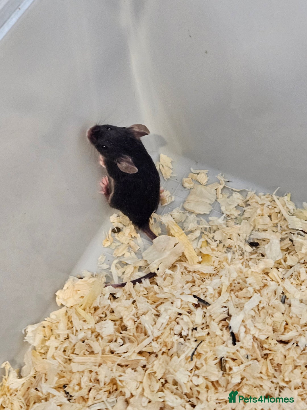 Mouse rodents for sale: Fancy mice  - Advert 8