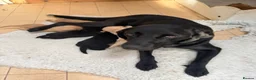 Labrador Retriever dogs for sale: Well bred working Labrador puppies  - Advert 10