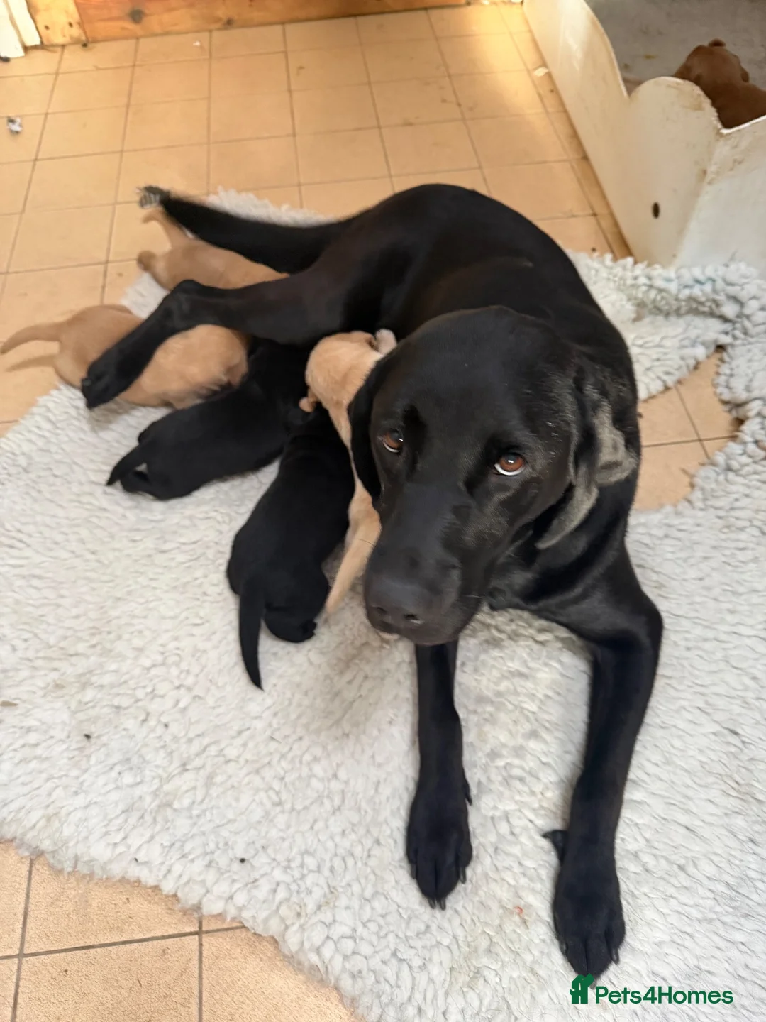 Labrador Retriever dogs for sale: Well bred working Labrador puppies  - Advert 10