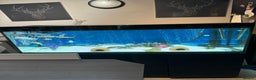 Cichlids fish for sale: Dolphin Malawi - Advert 4