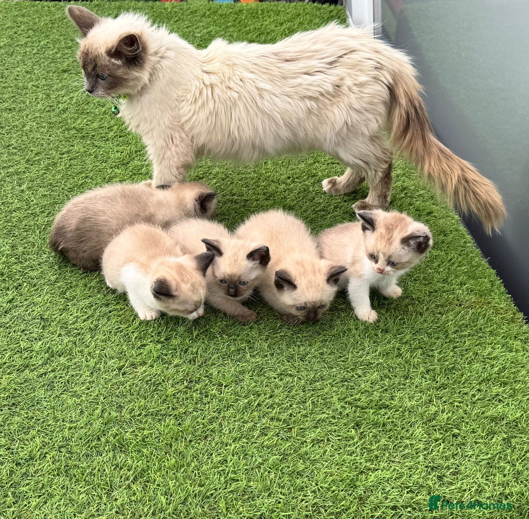 Ragdoll cats for sale: Ragdoll kittens  - Image 3