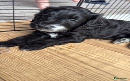 Cockapoo dogs for sale: !!!!LAST TWO MALES LEFT!!!!!  - Image 5