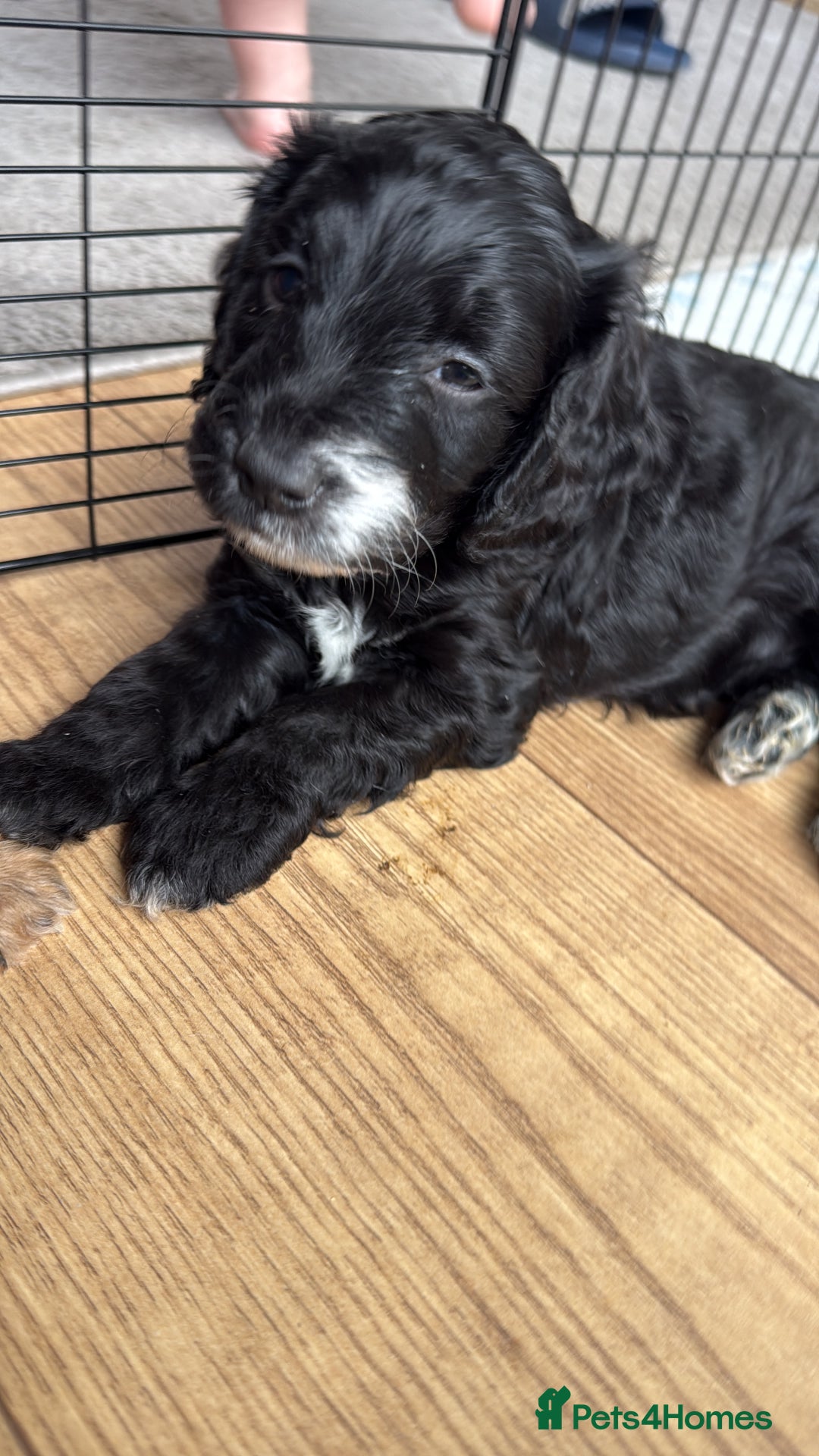 Cockapoo dogs for sale: !!!!LAST TWO MALES LEFT!!!!!  - Image 5