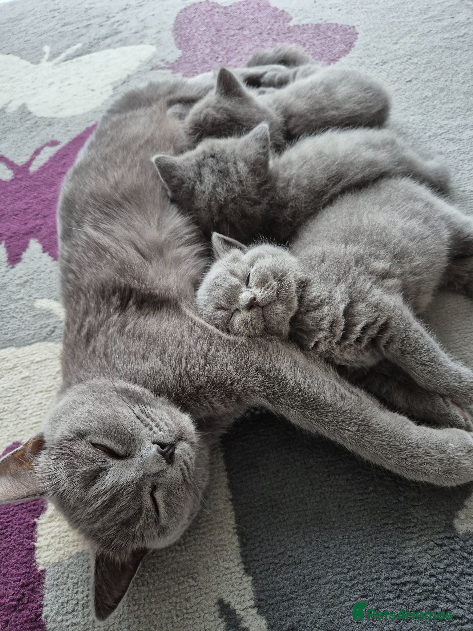 British Shorthair cats British shorthair kittens  - Advert 1