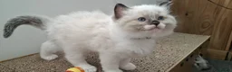 Ragdoll cats for sale: 🐈💙Stunning GCCF registered Ragdoll kittens 🐱 💙 - Advert 10