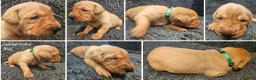 Labrador Retriever dogs for sale: Red Fox Labs : Health Checked-KC Reg,FTCH Pedigree - Advert 10